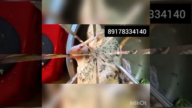 Ощипыватель, перосьемная машина для птиц уток гусей кур бройлеров перепелов смотреть онлайн