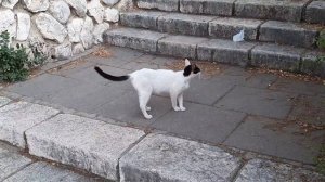 #кошки защищают детей
