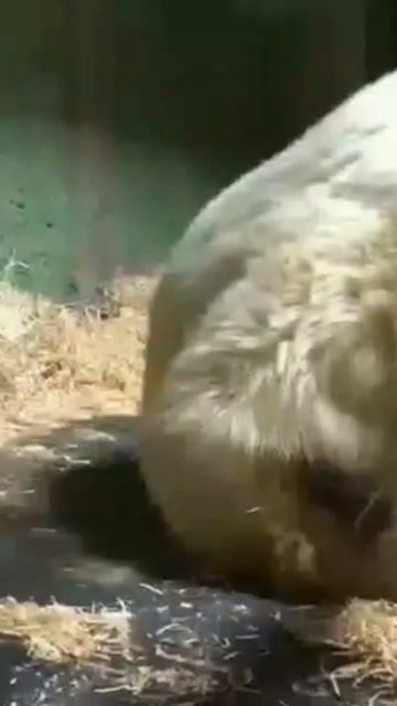 МедвеДЬ Диксон КормЛение bEAR DIXON feeding смотреть онлайн