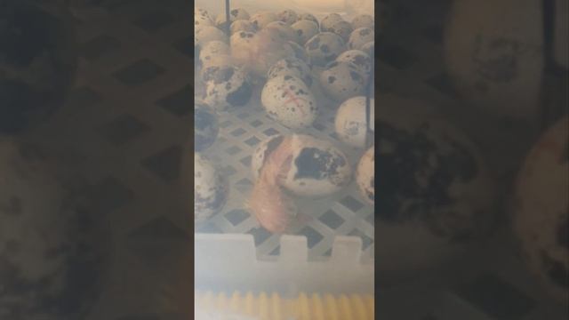 Малыши! Новая жизнь! Перепелята появляются на свет! Принемаем ,,роды,, :))!/вылупились! смотреть онлайн