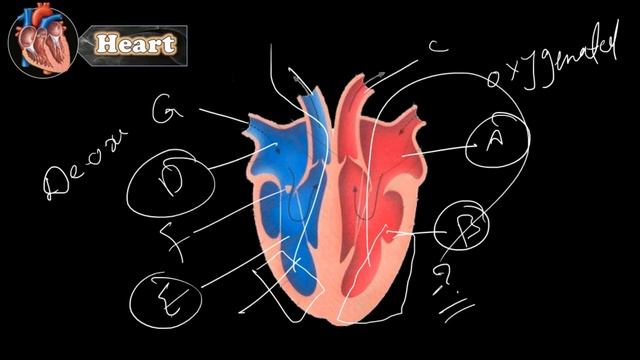 The Circulatory System смотреть онлайн