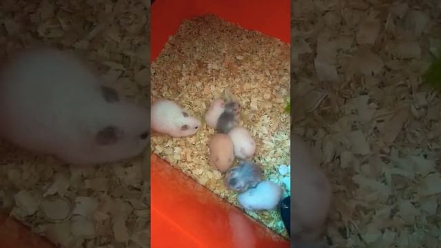 продолжение хомячки смотреть онлайн