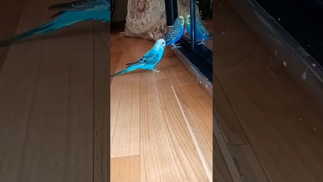 мои попугай мальчик и девочка гуляют по кавру смотреть онлайн