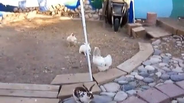 Курицы разнимают кроликов смотреть онлайн