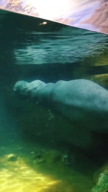 #kudanil #hippo #short #shorts #funnyshorts смотреть онлайн