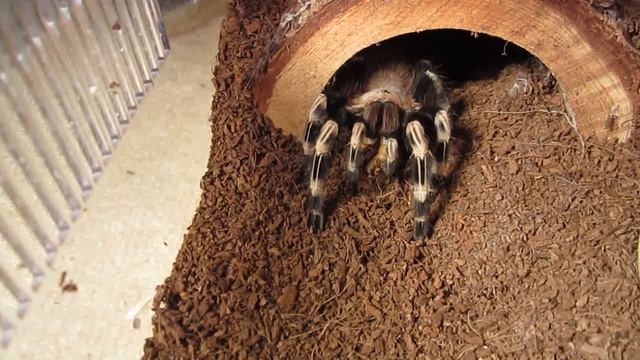 Part 2 Tarantula Feeding! смотреть онлайн