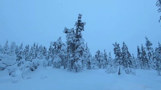 Сказочный лес. Кандалакша смотреть онлайн