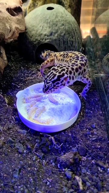Leopard Gecko Food Time #youtubeshorts #shorts #shortvideo смотреть онлайн