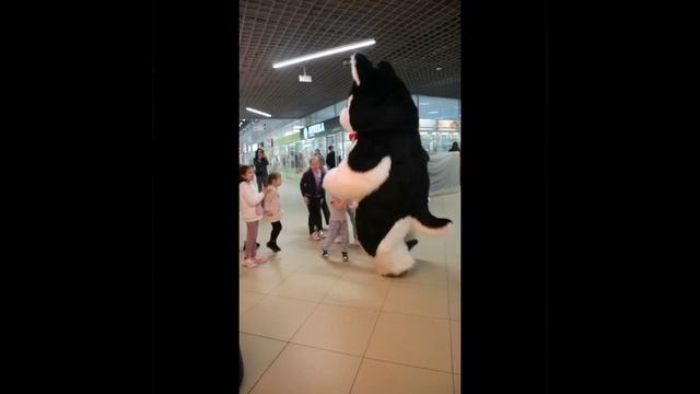 Хаски в Гомеле #поздравления #подпишись #поставьлайк #dance #выпискаизроддома #гомель #dog #юбилей смотреть онлайн