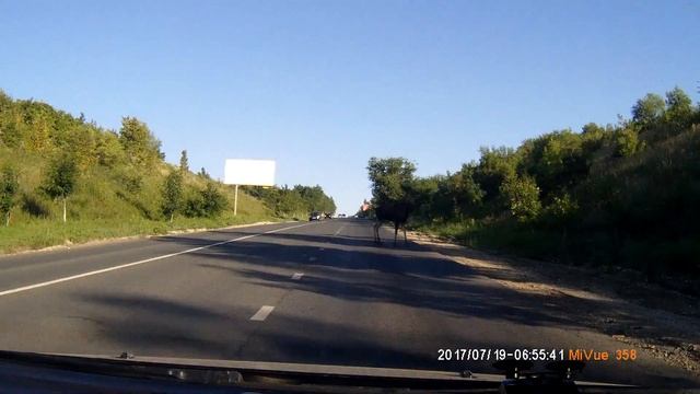 Лось на кумыске смотреть онлайн