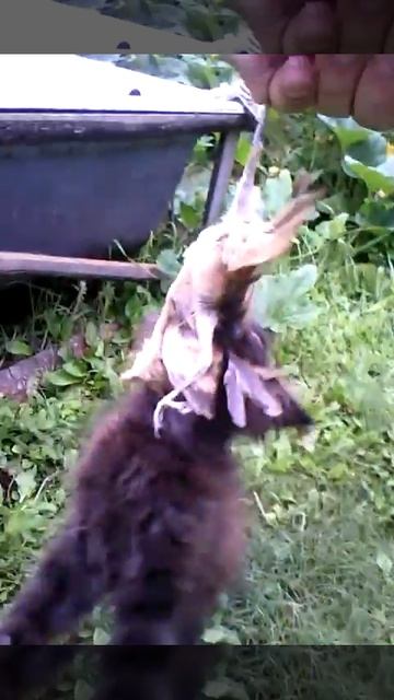 кот и воробей смотреть онлайн