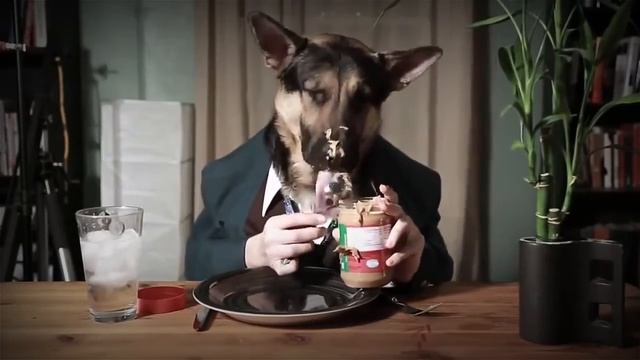 Забавное видео с животными / Animal funny video смотреть онлайн