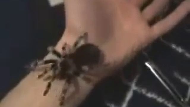 Brachypelma smithi handle смотреть онлайн