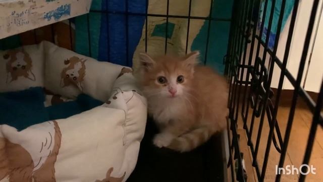 Котёнок малышастик ищет семью СПб смотреть онлайн