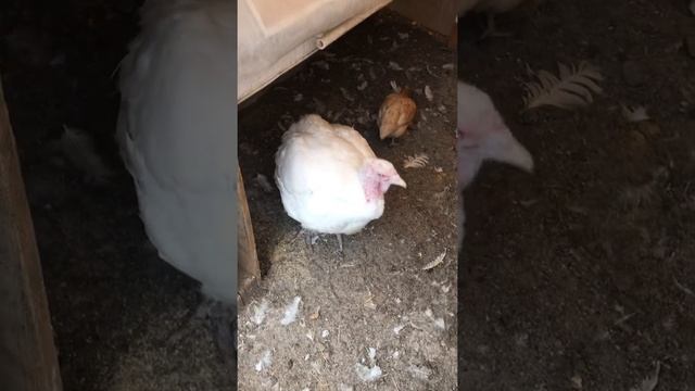 Спаривание индюшек смотреть онлайн