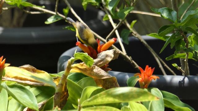 Olive-backed Sunbird Female, Singapore смотреть онлайн