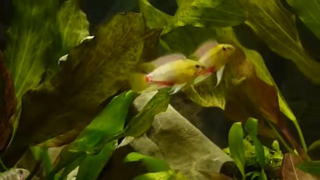 Apistogramma hongsloi смотреть онлайн