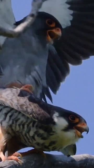 #photography #favoritekidsstories #birds #wildlife #viral смотреть онлайн