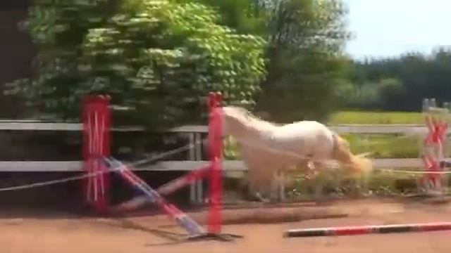 Красивый белый жеребенок. смотреть онлайн