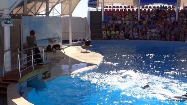 Дельфинарий в Коктебеле в Крыму