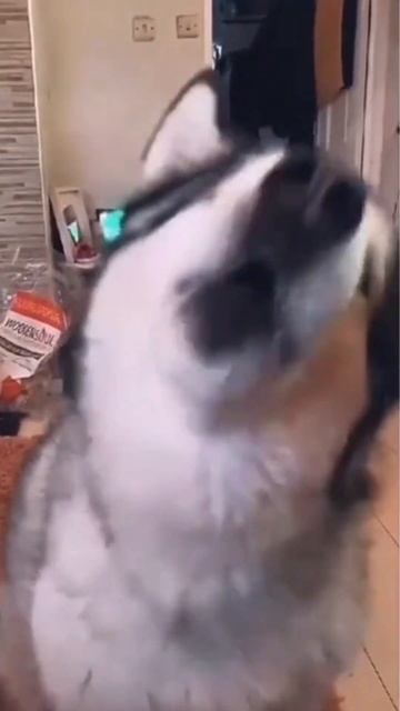 Dog learns How To SPEAK ENGLISH | Wholesome Moments смотреть онлайн