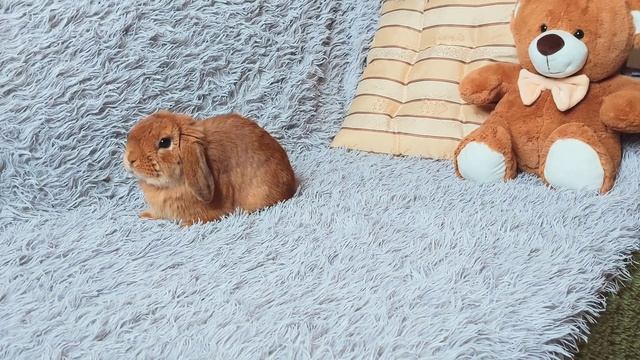 Карликовый вислоухий кролик, желтый смотреть онлайн