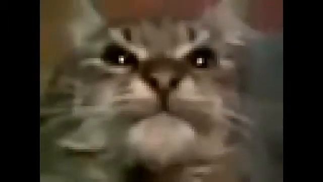 Кіт, ти маму мав? - Мав! А тата мав? - Мав! А брата мав? - Мав! смотреть онлайн