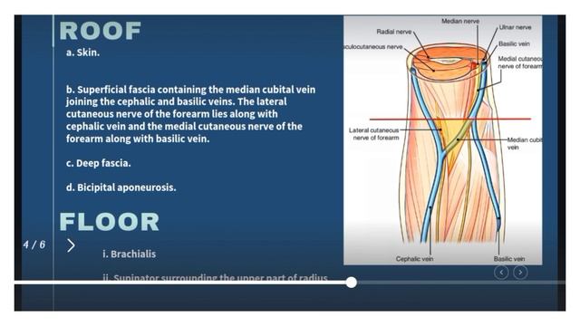 cubital fossa | malayalam| dr_spine смотреть онлайн