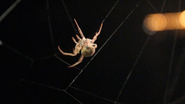 La nuit araignée. смотреть онлайн