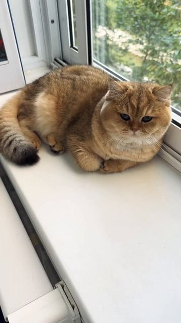 Сладкий пирожок 🥧😻♥️🥰☝️))) #cat #cats #pets #catlover #кот #cute #котики #beautiful #котик смотреть онлайн