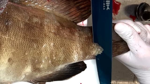 外道でクエが釣れたので血抜き味付けして食べた【狂気の血抜き92】