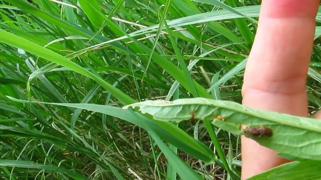 Galerucella adults mating, Riverside Park, Cambridge Ontario, 2013 смотреть онлайн