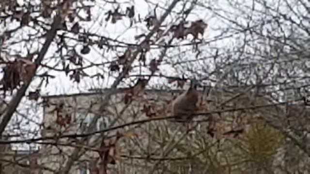 Ко мне пришла белочка 3 декабря . смотреть онлайн