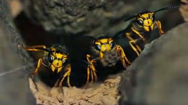 Pest & Vermin Control Services - David Bruce Pest Control смотреть онлайн