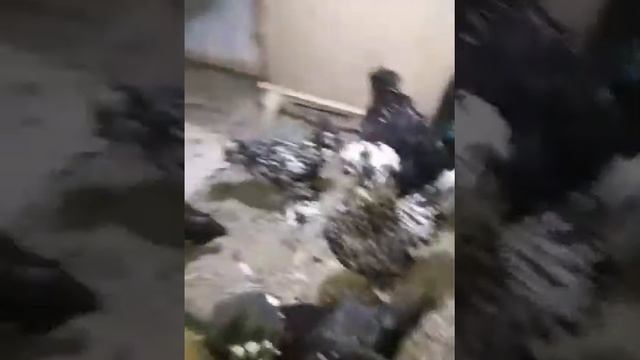 карликовые султанки Узбекистана смотреть онлайн