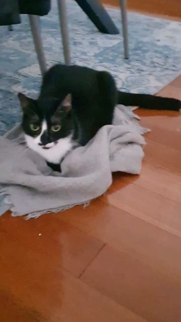 Funny cat Ula 143 смотреть онлайн