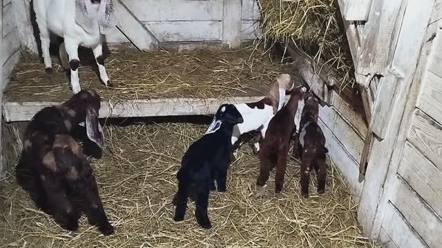 ПЕРЕСЕЛЕНИЕ КОЗЛЯТ В НОВЫЙ ДОМ смотреть онлайн