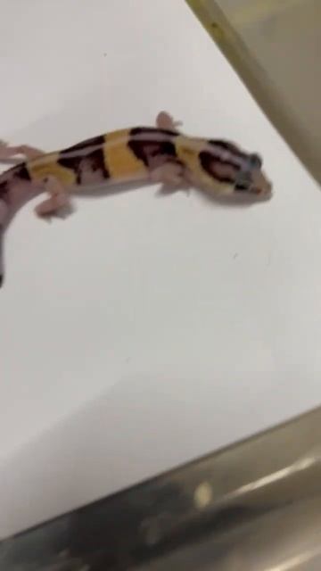 Morph : Normal het OP #gecko #reptiles #animals #pets #lizard #iguana #leopardgecko смотреть онлайн