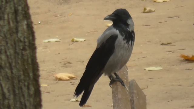 ВОРОНА смотреть онлайн