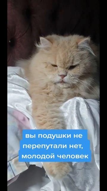 Я живу у котов #юмор #позитив #прикол #ржунемогу #безкотаижизньнета #люблюкотиков #наглыйкот смотреть онлайн