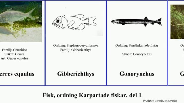 Fisk, ordning Karpartade fiskar, del 1 bengädda eptatretus havsängel fish australis africana hajar смотреть онлайн
