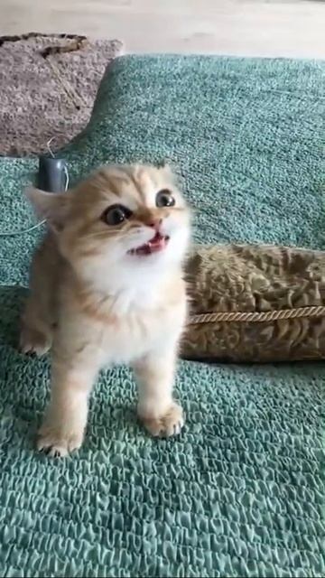 Самый опасный зверь смотреть онлайн