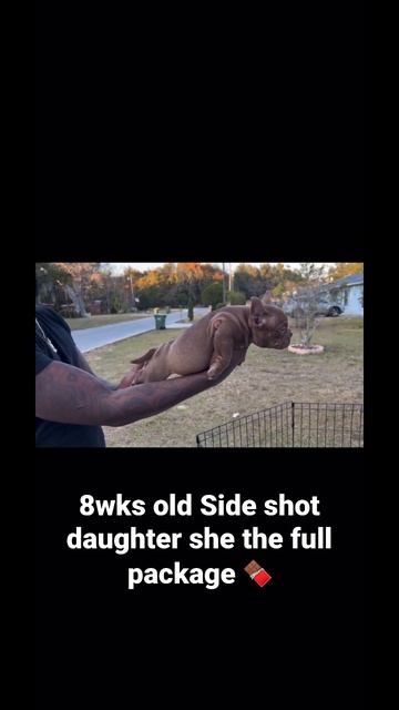 Top quality micro bullys‼️🙏🏽🔥 My keeper female TBK“Queen pen” смотреть онлайн