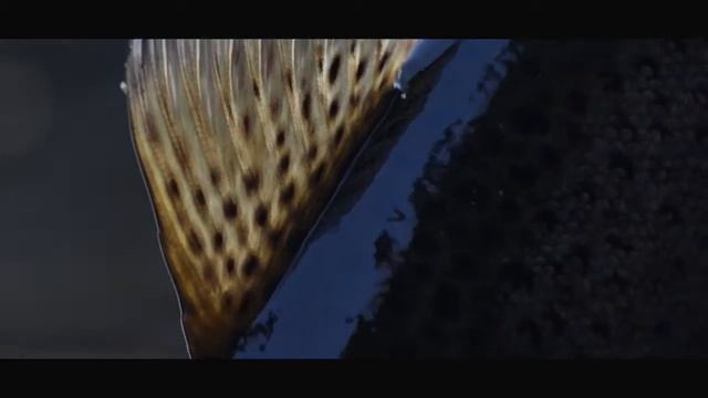 EFF - Sumukorennot - february red stoneflies - fly fishing смотреть онлайн