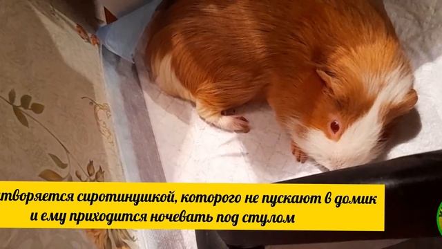 Как Лёва сиротинушкой притворялся смотреть онлайн