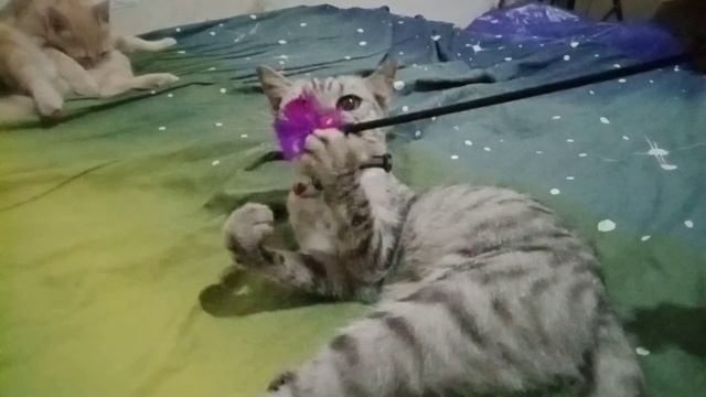 These cats want to slap each other and fight when they are close together смотреть онлайн