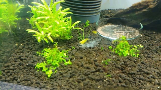 Neocaridina heteropoda yellow fire shrimp makes fire смотреть онлайн