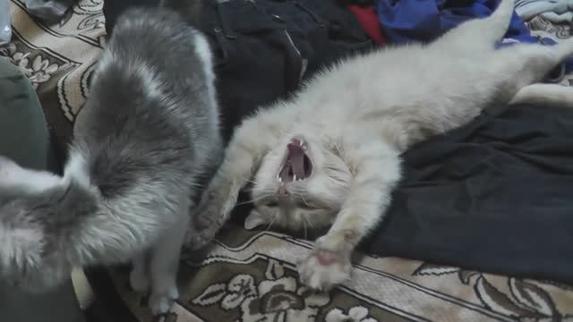 Кошкин сон. Спят усталые котята на спине и зевают. смотреть онлайн