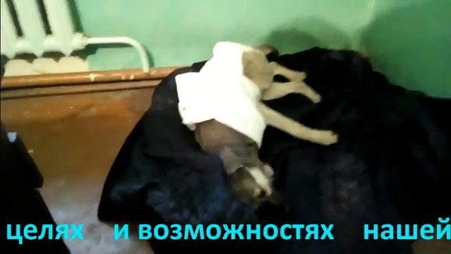 Ее спасли от мук и боли Спасибо людям из Бристоля смотреть онлайн