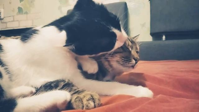 Кошачья любовь смотреть онлайн